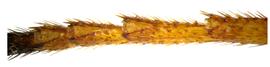   Sirex noctilio  female tarsal pulvilli; photo by H. Goulet, CNC 

